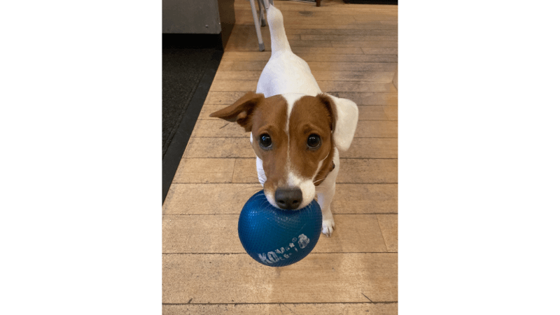 Augie the dog with a toy ball in his mouth at Glass Half Full, a liquor store in Provincetown, Massachusetts